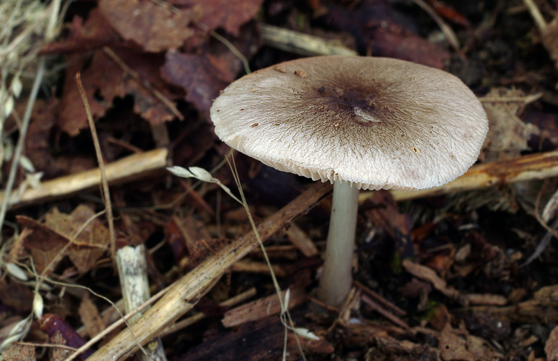 Volvariella taylorii